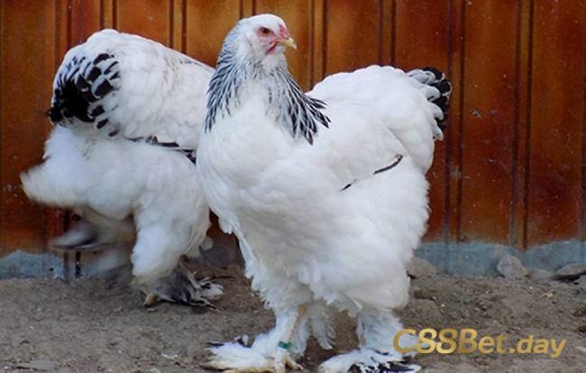 Tại sao giống gà khổng lồ Nam Mỹ lại được ưa chuộng 
