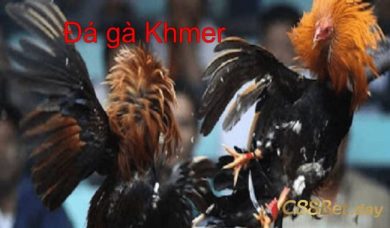 Đá gà Khmer